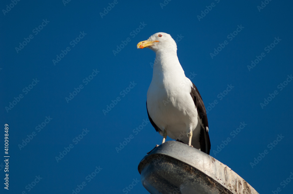 Black-backed gull Larus dominicanus perched on a street lamp. Clifton. North Island. New Zealand. Black-backed gull Larus dominicanus perched on a street lamp. Clifton. North Island. New Zealand.
