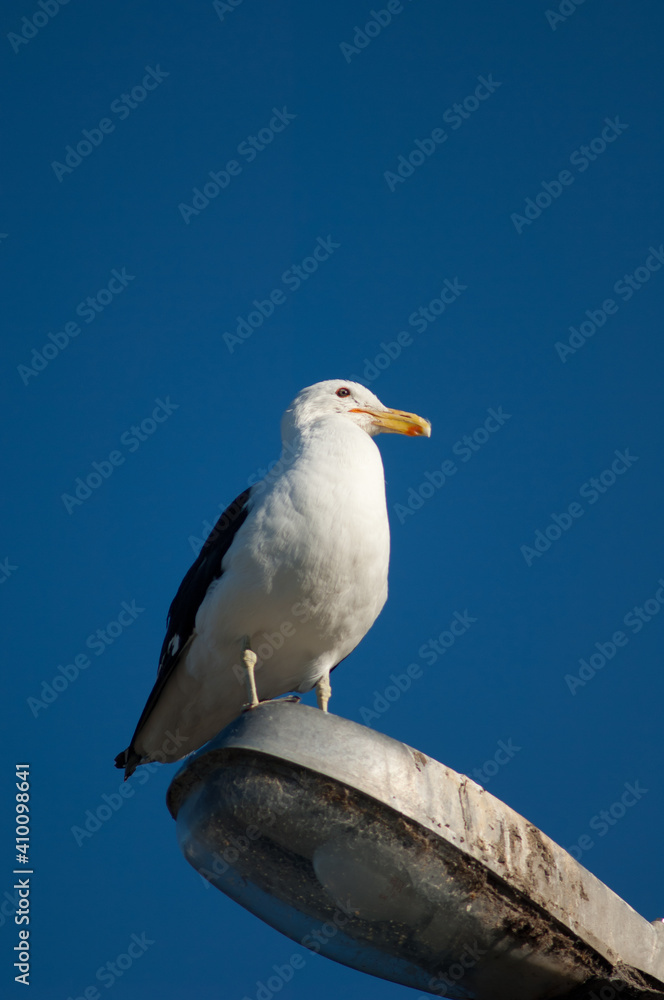 Black-backed gull Larus dominicanus perched on a street lamp. Clifton. North Island. New Zealand. Black-backed gull Larus dominicanus perched on a street lamp. Clifton. North Island. New Zealand.