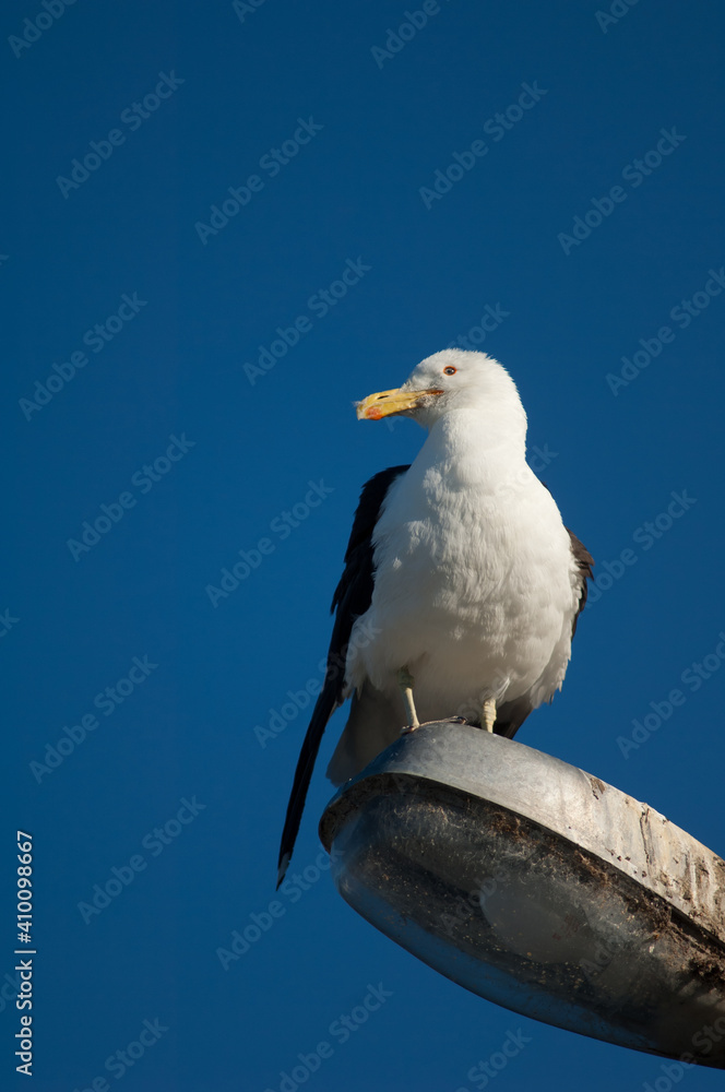 Black-backed gull Larus dominicanus perched on a street lamp. Clifton. North Island. New Zealand. Black-backed gull Larus dominicanus perched on a street lamp. Clifton. North Island. New Zealand.