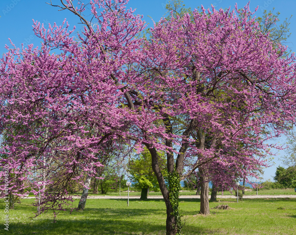 Cercis tree in blossom cercis sililuastrum Cercis tree in blossom cercis sililuastrum