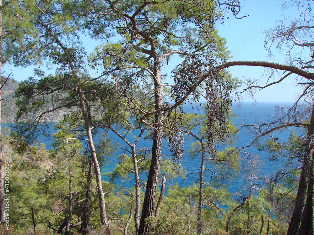Fototapeta premium View from the thickets of the mountain forest on the blue infinity of the Mediterranean Sea, which connects with the sunny sky on the horizon.