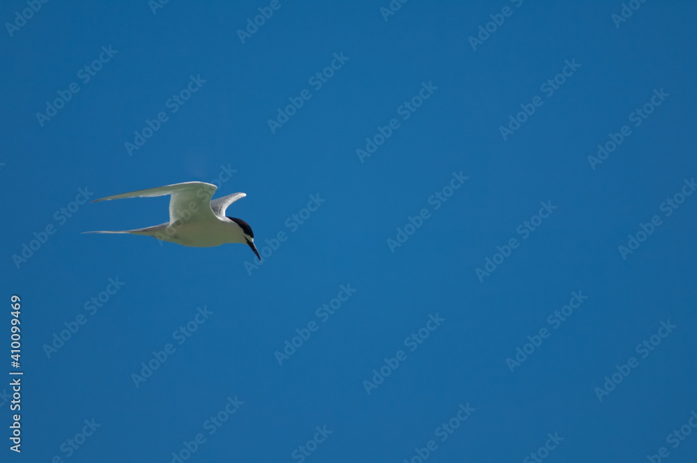 Fototapeta premium White-fronted tern Sterna striata in flight. Cape Kidnappers Gannet Reserve. North Island. New Zealand.