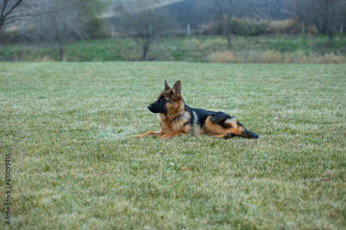 German shepherd от green grass