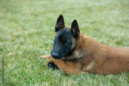 German shepherd on green grass