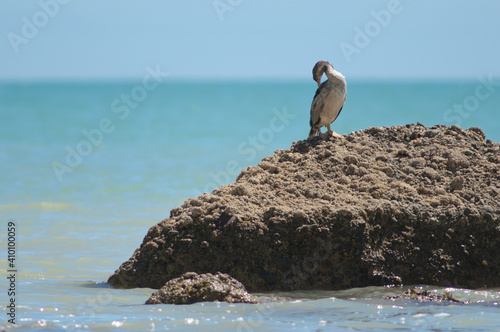 Pied shag Phalacrocorax varius preening. Cape Kidnappers Gannet Reserve. North Island. New Zealand. photo