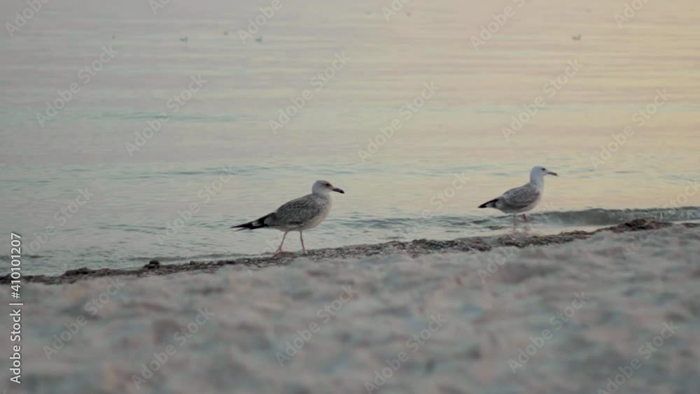Seagulls on the sea beach looking for food at sunset Seagulls on the sea beach looking for food at sunset