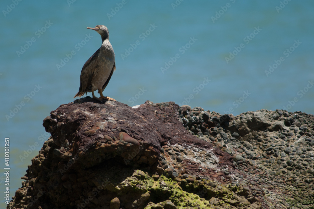 Pied shag Phalacrocorax varius. Cape Kidnappers Gannet Reserve. North Island. New Zealand. Pied shag Phalacrocorax varius. Cape Kidnappers Gannet Reserve. North Island. New Zealand.
