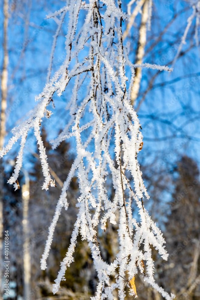 
tree branches covered with ice and snow on a blue sky background