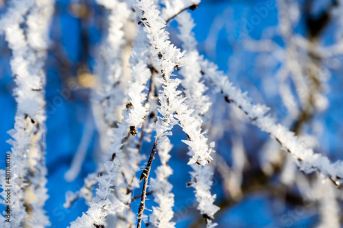  tree branches covered with ice and snow on a blue sky background © Евгения Лесина