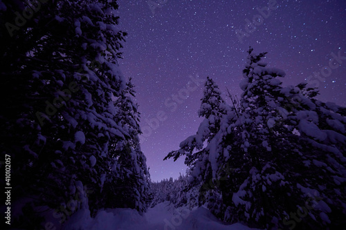 winter night landscape nature forest