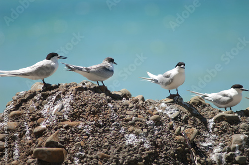 White-fronted terns Sterna striata. Adults and juvenile. Cape Kidnappers Gannet Reserve. North Island. New Zealand.