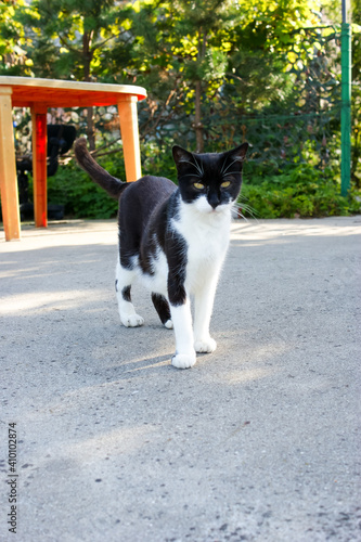 Black and white cat on the ground © viktoria17