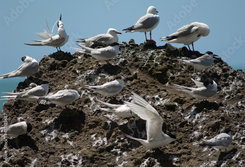 White-fronted terns Sterna striata and red-billed gulls Chroicocephalus novaehollandiae scopulinus. Cape Kidnappers. North Island. New Zealand.