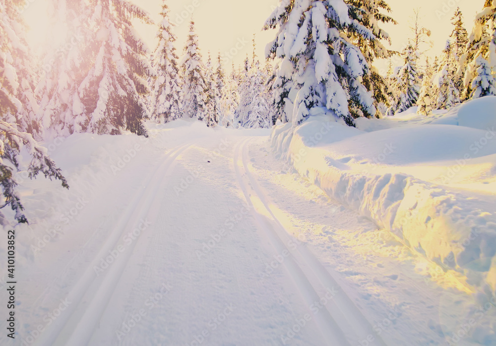 Cross country skiing slopes running through an idyllic winter forest with snow capped trees on a sunny afternoon. Cross country skiing slopes running through an idyllic winter forest with snow capped trees on a sunny afternoon.