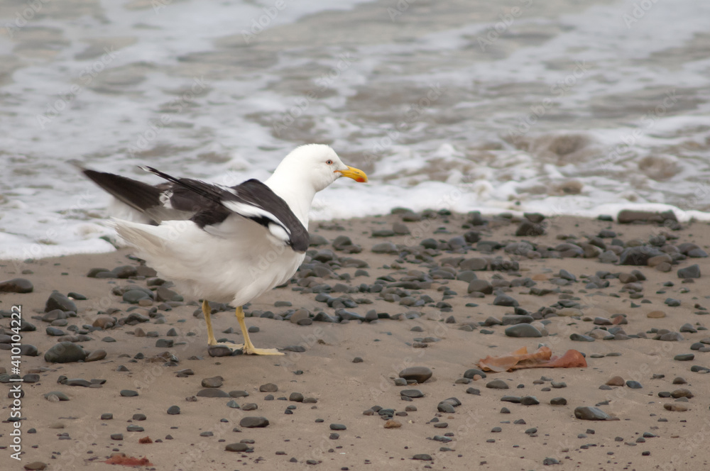 Black-backed gull Larus dominicanus shaking its plumage. Clifton. North Island. New Zealand.