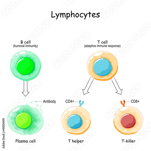 Lymphocytes. T cell and B cell.