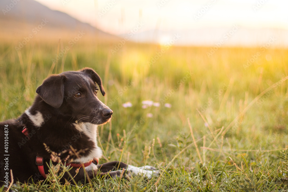 Portrait of a dog at sunset in the field. Black and white dog lies in the meadow