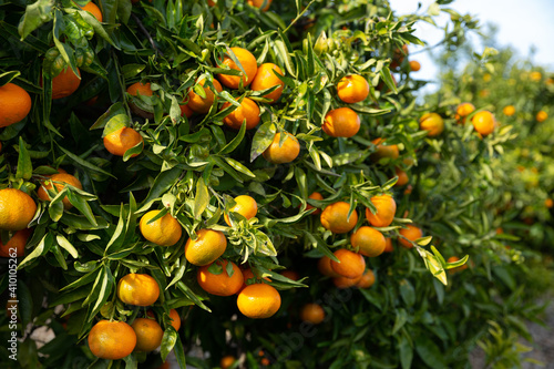Orchard - ripe tangerines on a branch in the garden. High quality photo