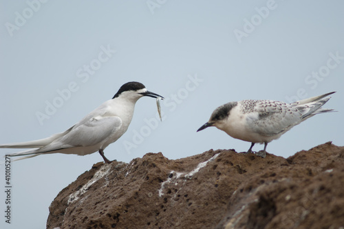 White-fronted terns Sterna striata. Adult with a fish and juvenile. Cape Kidnappers Gannet Reserve. North Island. New Zealand.