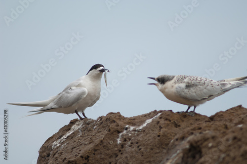 White-fronted terns Sterna striata. Adult with a fish and juvenile asking for food. Cape Kidnappers Gannet Reserve. North Island. New Zealand.