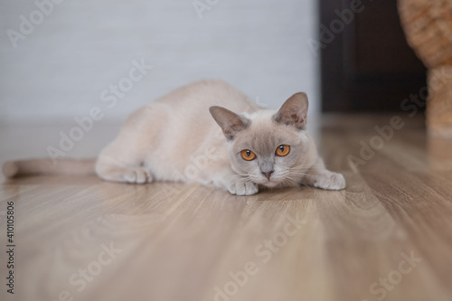 Cute young lilac cat with yellow eyes . Playful beige Burmese kitten playing and hunting indoors.