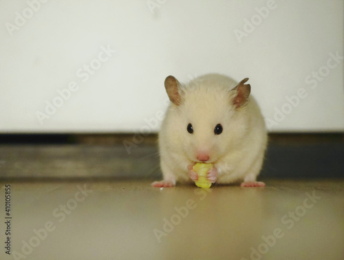 White Hamster holds and eats fresh salad