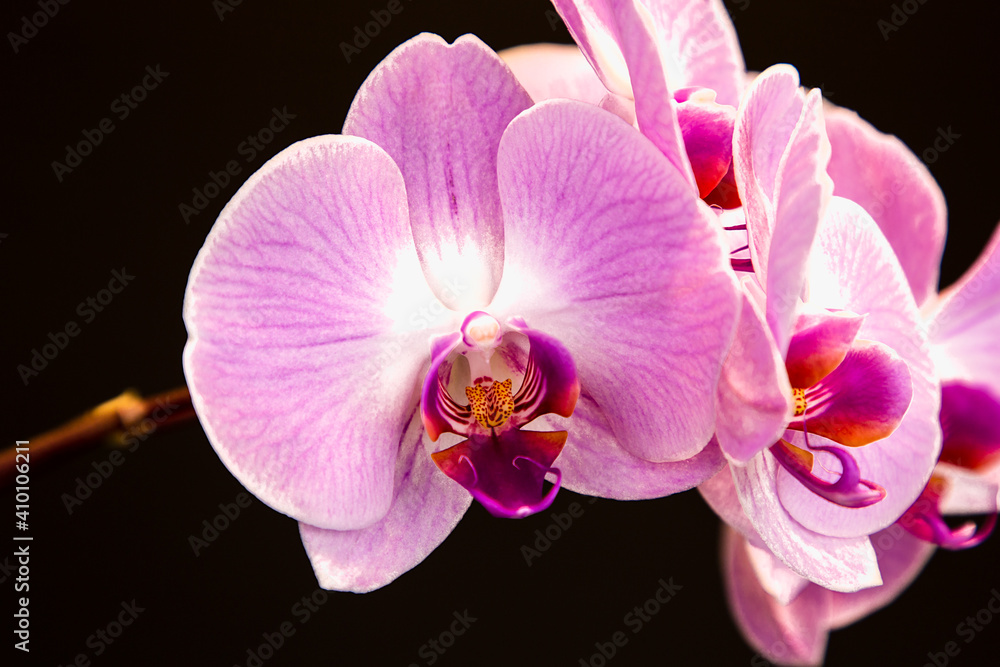 Obraz premium Beautiful purple Phalaenopsis orchid flowers, isolated on black background. Moth dendrobium orchid. Multiple blossoms. Flower in bloom. Beautiful details of tropical floral visuals.