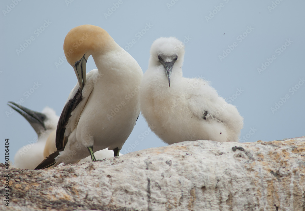 Fototapeta premium Australasian gannets Morus serrator. Adult with chick at nest. Black Reef Gannet Colony. Cape Kidnappers Gannet Reserve. North Island. New Zealand.