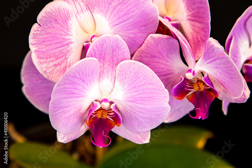 Beautiful purple Phalaenopsis orchid flowers  isolated on black background. Moth dendrobium orchid. Multiple blossoms. Flower in bloom. Beautiful details of tropical floral visuals.