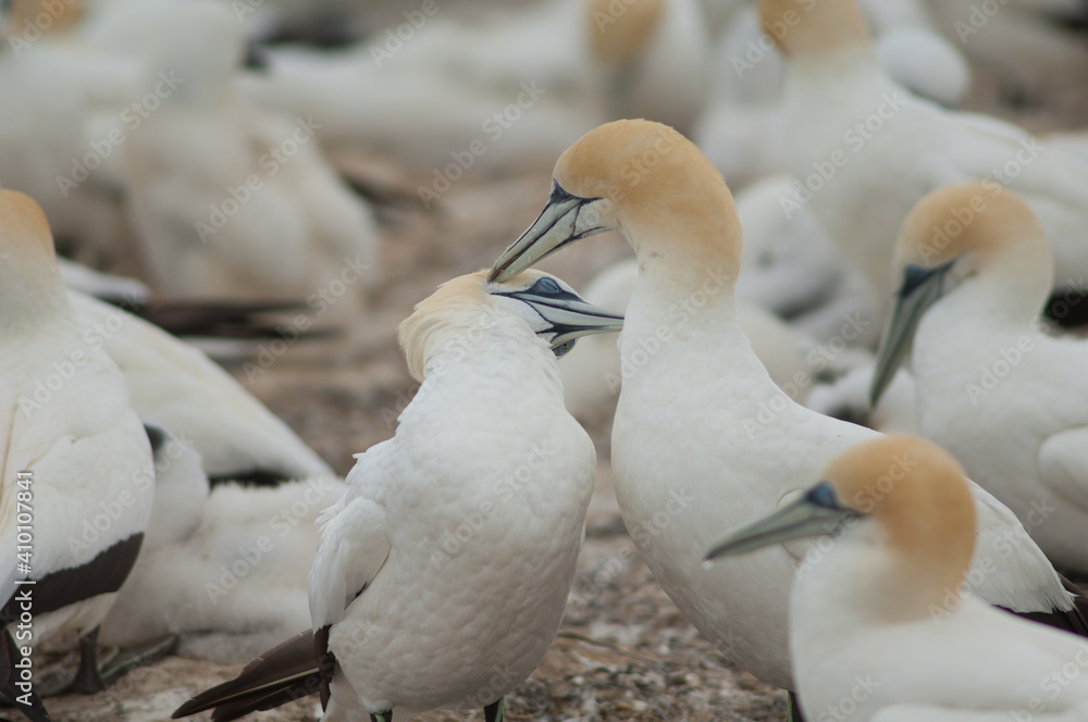 Fototapeta premium Australasian gannets Morus serrator courting. Plateau Colony. Cape Kidnappers Gannet Reserve. North Island. New Zealand.