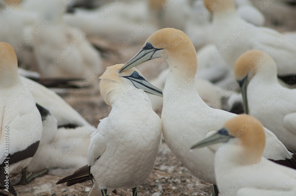 Australasian gannets Morus serrator courting. Plateau Colony. Cape Kidnappers Gannet Reserve. North Island. New Zealand. Australasian gannets Morus serrator courting. Plateau Colony. Cape Kidnappers Gannet Reserve. North Island. New Zealand.