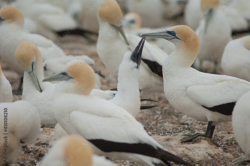 Australasian gannets Morus serrator. Chick asking for food. Plateau Colony. Cape Kidnappers Gannet Reserve. North Island. New Zealand.