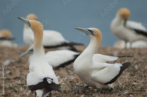 Australasian gannets Morus serrator courting. Plateau Colony. Cape Kidnappers Gannet Reserve. North Island. New Zealand. photo