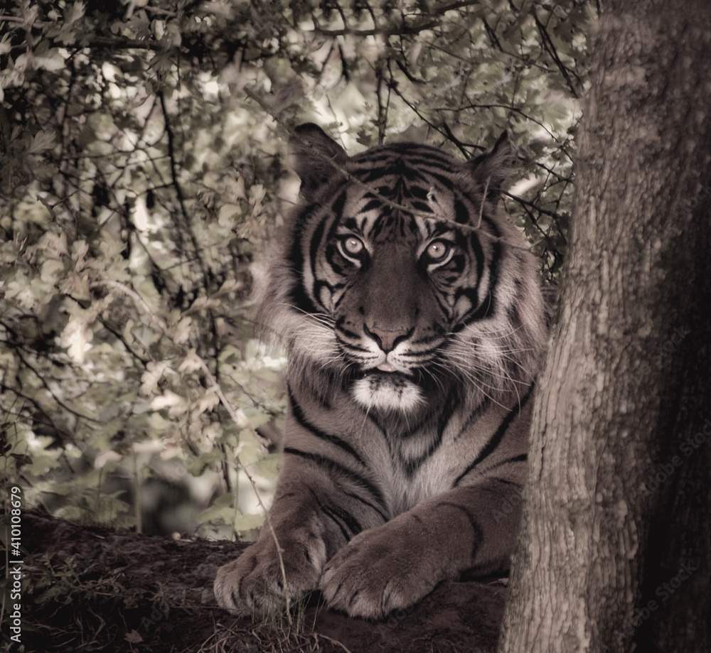 Naklejka premium portrait of a tiger