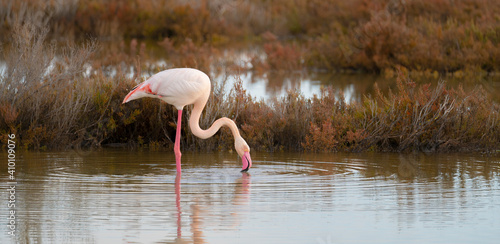 pink flamingo looks for food in the Molentargius pond in Cagliari, southern Sardinia 