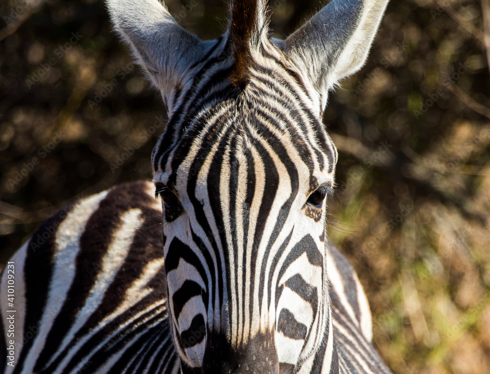 Naklejka premium Zebra portrait