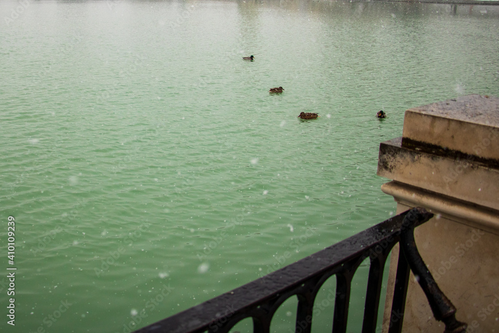 a big lake with many beautiful ducks in front of a fence and trees with views on winter snowfall