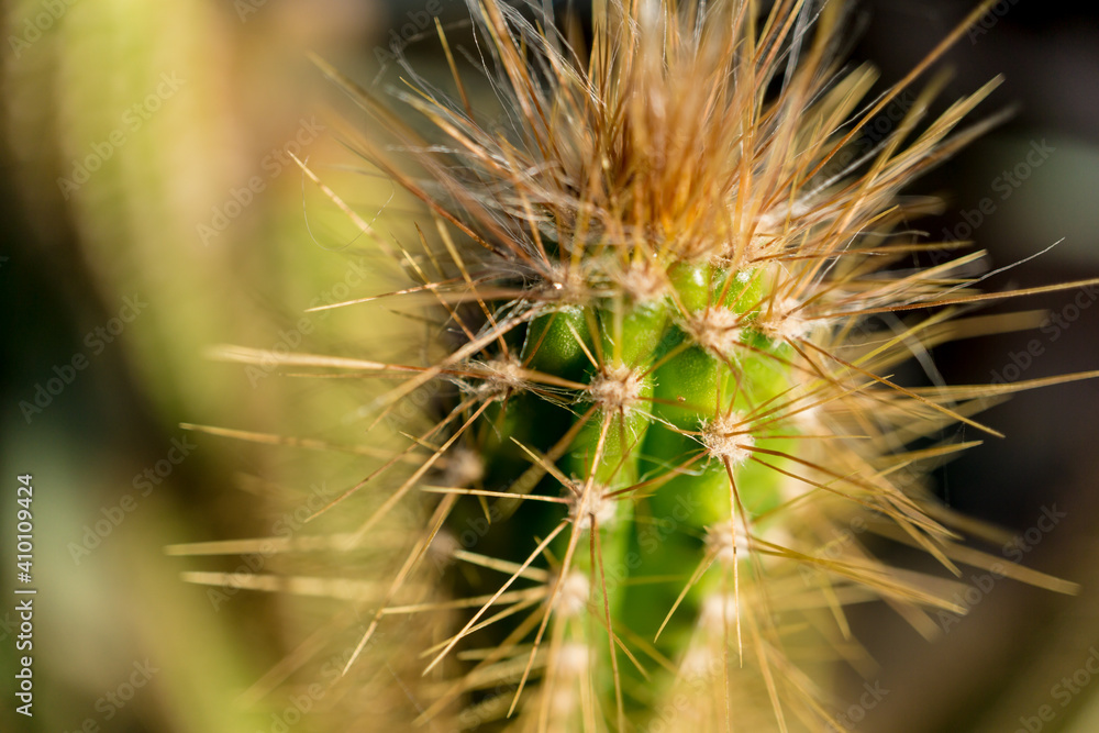 Beautiful texture of big green leaf exotic cactus Beautiful texture of big green leaf exotic cactus