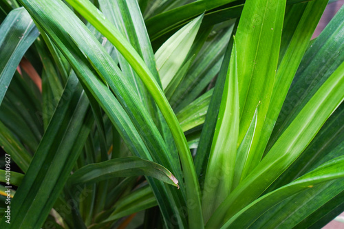 fresh pandan leaves in the garden