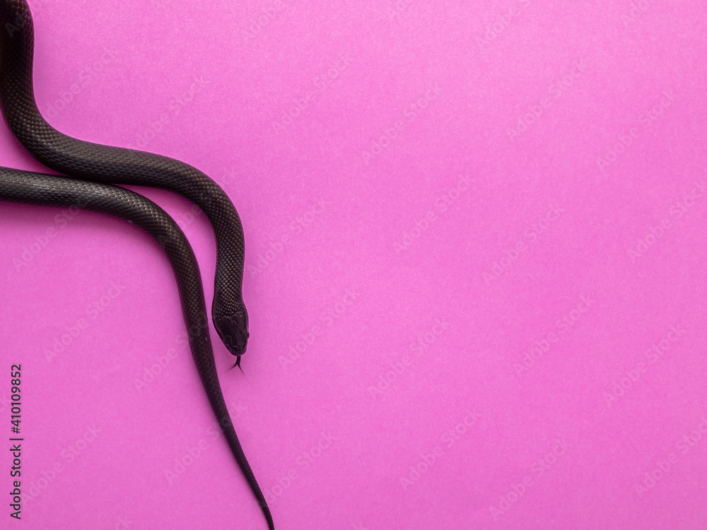 The Mexican black kingsnake (Lampropeltis getula nigrita) is part of