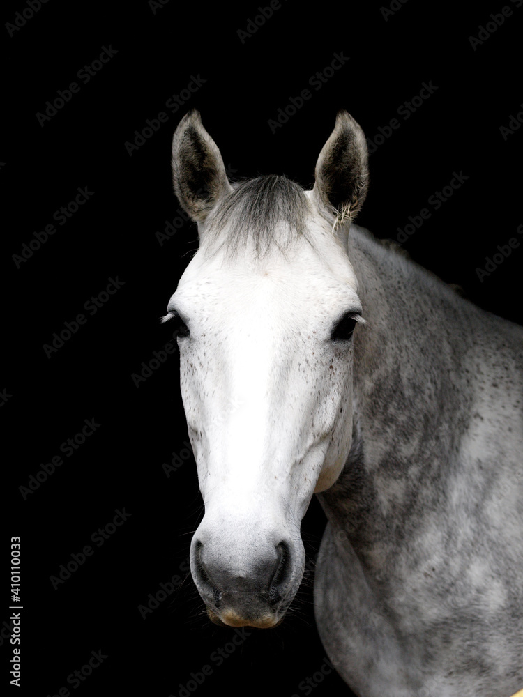 Fototapeta premium Grey Horse Headshot