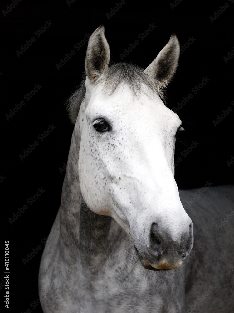 Obraz premium Grey Horse Headshot