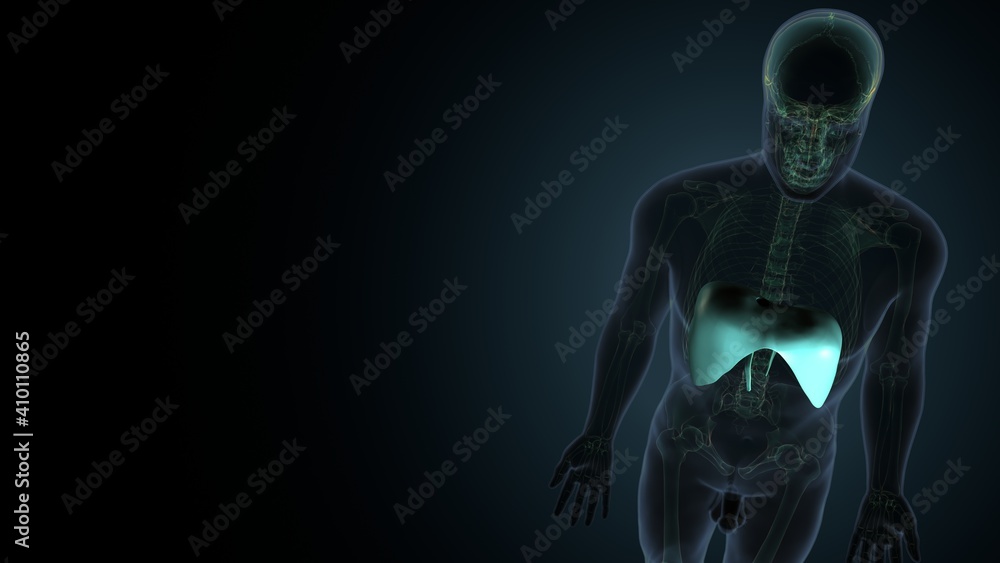 Diaphragm Human Respiratory System Anatomy. 3D Illustration
Diaphragm Human Respiratory System Anatomy. 3D Illustration