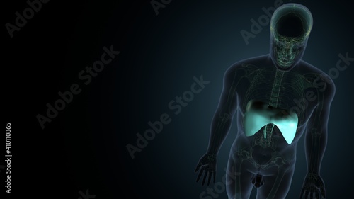 Diaphragm Human Respiratory System Anatomy. 3D Illustration 