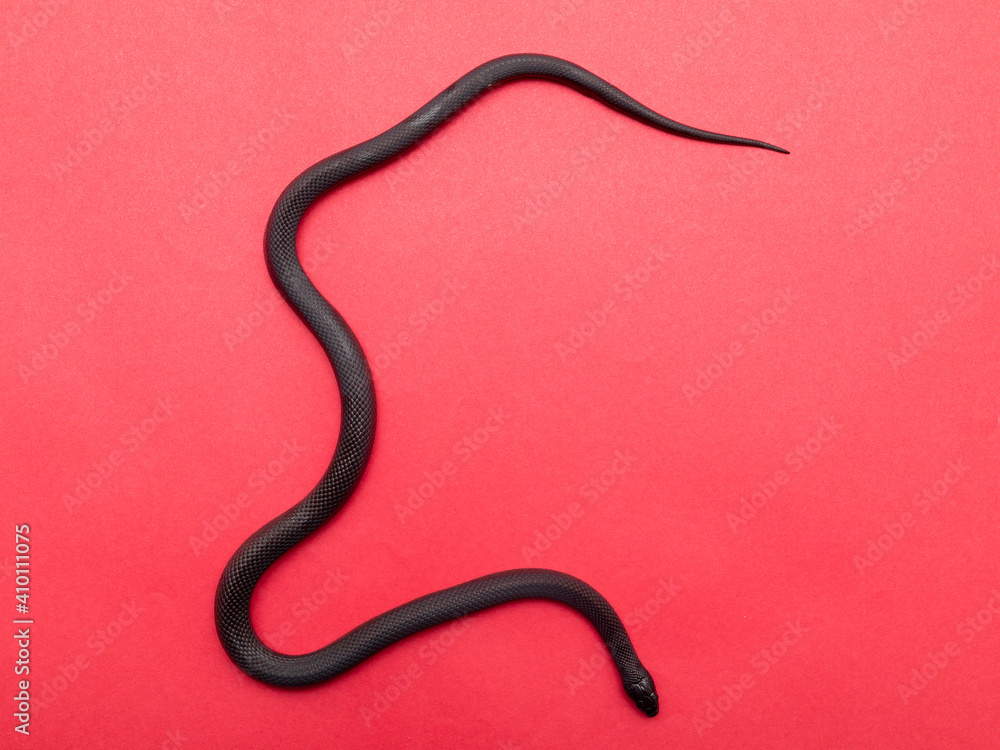 The Mexican black kingsnake (Lampropeltis getula nigrita) is part of