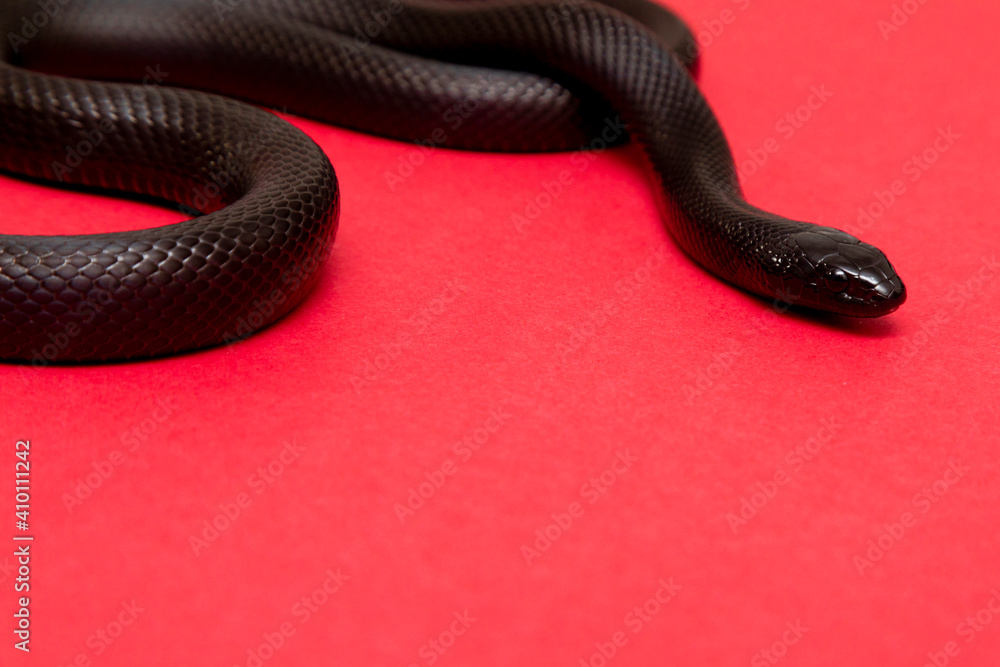 The Mexican black kingsnake (Lampropeltis getula nigrita) is part of