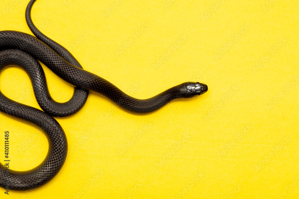 The Mexican black kingsnake (Lampropeltis getula nigrita) is part of