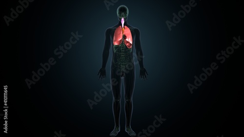 3d render of human lungs respiratory system