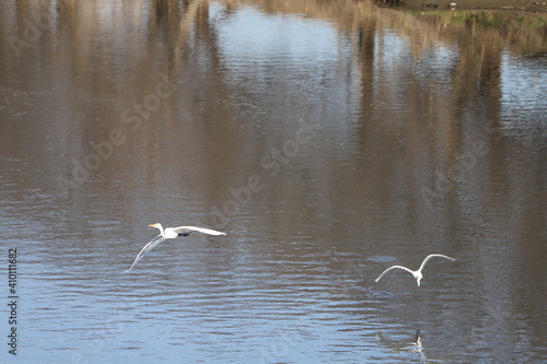 冬の川で飛び交う２羽のシラサギ © 俊朗 浅川