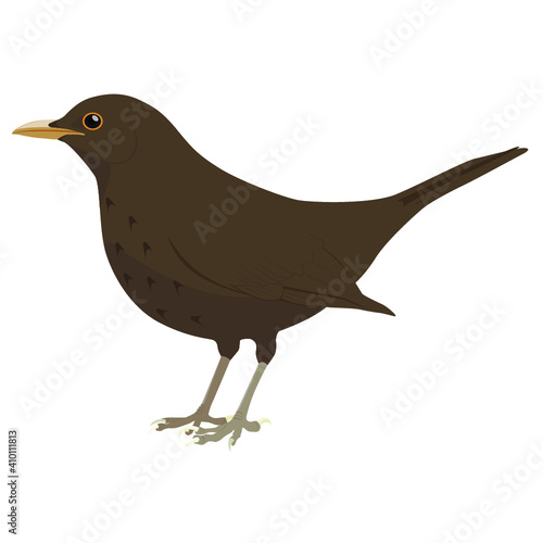 Blackbird Adult Female, Vector Illustration